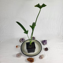 Load image into Gallery viewer, Philodendron Holtonianum, Exact Plant