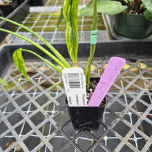 Load image into Gallery viewer, Philodendron Holtonianum Variegated, Exact Plant Ships Nationwide