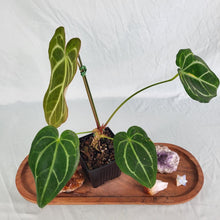 Load image into Gallery viewer, Anthurium Magnificum X Red Crystalinum 4" pot, Fedex 2 day*