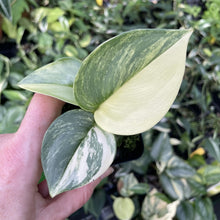 Load image into Gallery viewer, Scindapsus Rubicon Variegated exact plant, Fedex 2day*