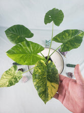 Load image into Gallery viewer, Alocasia Gageana Aurea, Exact Plant Variegated