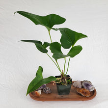 Load image into Gallery viewer, Anthurium Brownii 4" pot, Fedex 2 day*