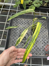 Load image into Gallery viewer, Philodendron Holtonianum Variegated exact plant, Fedex 2day*