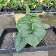 Load image into Gallery viewer, Philodendron Sodiroi True Form, Exact Plant Ships Nationwide