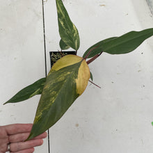 Load image into Gallery viewer, Philodendron Strawberry Shake Variegated exact plant, Fedex 2day*