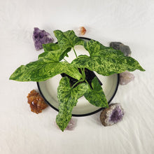 Load image into Gallery viewer, Syngonium Mojito Variegated 4" pot, Fedex 2 day*