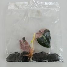 Load image into Gallery viewer, Alocasia Heart Balloon pink variegated tissue culture 2DayAir