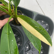 Load image into Gallery viewer, Philodendron Wend Imbe Variegated exact plant, Fedex 2day*