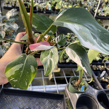 Load image into Gallery viewer, Philodendron White Princess Variegated exact plant, Fedex 2day*