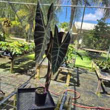 Load image into Gallery viewer, Alocasia Longiloba, Denudata, Exact Plant