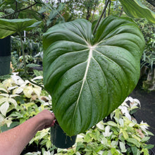 Load image into Gallery viewer, Philodendron Pastazanum 6" pot, Fedex 2day