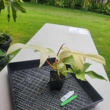 Load image into Gallery viewer, Philodendron Florida Ghost, Exact Plant Ships Nationwide