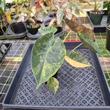 Load image into Gallery viewer, Alocasia Wentii Aurea, Exact Plant, Ships Nationwide