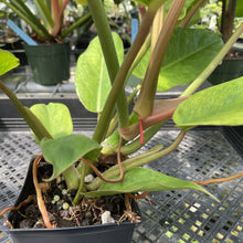Load image into Gallery viewer, Philodendron Jungle Fever Mint Variegated exact plant, Fedex 2day