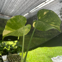 Load image into Gallery viewer, Monstera Deliciosa Creme Brulee variegated exact plant, Fedex 2day*