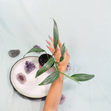 Load image into Gallery viewer, Epipremnum Amplissimum Silver Stripe Shipped Nationwide