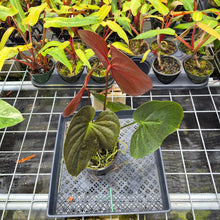Load image into Gallery viewer, Anthurium Moodeanum x Andraeanum, Exact Plant, Ships Nationwide