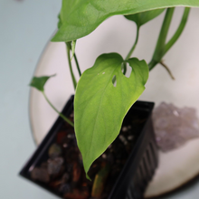 Load image into Gallery viewer, Monstera adansonii Laniata Shipped Nationwide