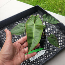 Load image into Gallery viewer, Philodendron Maximum , Exact Plant Ships Nationwide