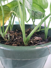 Load image into Gallery viewer, Siltepecana El Salvadore, exact plant, multi pot of 5, Monstera, ships nationwide