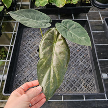 Load image into Gallery viewer, Alocasia Wentii, Exact Plant Variegated Ships Nationwide