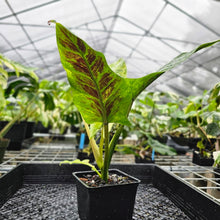 Load image into Gallery viewer, Philodendron Subhastatum, Exact Plant Variegated Ships Nationwide