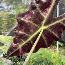 Load image into Gallery viewer, Alocasia Amazonica Large Form Pink Variegated Fedex 2day*