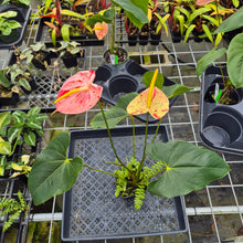 Load image into Gallery viewer, Anthurium Shibori, Exact Plant Variegated Ships Nationwide