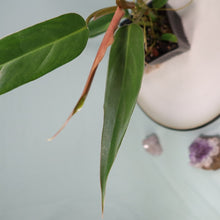 Load image into Gallery viewer, Philodendron Mexicanum Shipped Nationwide