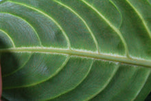 Load image into Gallery viewer, Xanthosoma Lindenii, triple plant, Exact Plant