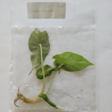 Load image into Gallery viewer, Alocasia Venom tissue culture 2DayAir