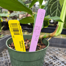 Load image into Gallery viewer, Rhaphidophora Decursiva, Exact Plant Ships Nationwide