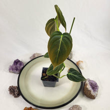 Load image into Gallery viewer, Philodendron Melanochrysum 2.5" Pot, Fedex 2 day*