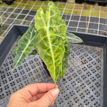 Load image into Gallery viewer, Alocasia Polly Aurea variegated exact plant, Fedex 2day*