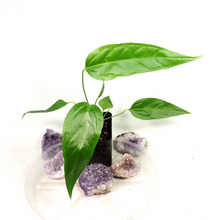 Load image into Gallery viewer, Anthurium Spectabile, small, ships nationwide