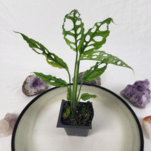 Load image into Gallery viewer, Monstera Obliqua Peru, Exact Plant Ships Nationwide