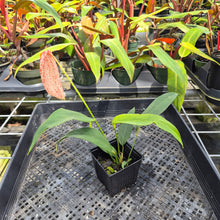 Load image into Gallery viewer, Anthurium Scherzerianum "Pig Tail" Speckled, Exact Plant