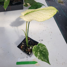 Load image into Gallery viewer, Monstera Deliciosa Mint Exact Plant Variegated Ships Nationwide