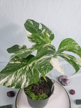 Load image into Gallery viewer, Borsigiana Albo, Exact Plant, variegated Monstera