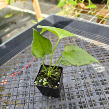 Load image into Gallery viewer, Anthurium Macrolobium, Exact Plant Ships Nationwide