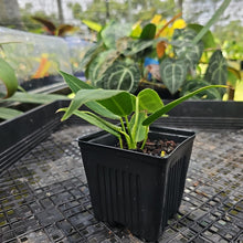 Load image into Gallery viewer, Anthurium Warocqueanum, Queen, Exact Plant Ships Nationwide