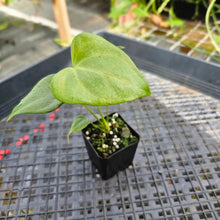 Load image into Gallery viewer, Anthurium Macrolobium, Exact Plant Ships Nationwide