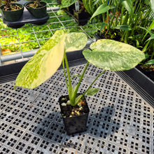 Load image into Gallery viewer, Monstera Deliciosa Green Snow variegated exact plant, Fedex 2day*