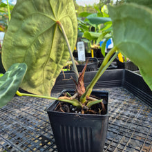 Load image into Gallery viewer, Anthurium "Michelle x Zara" x Noid Hybrid, Exact Plant Ships Nationwide