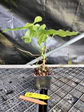 Load image into Gallery viewer, Anthurium Balaoanum "Dussii", Exact Plant Ships Nationwide