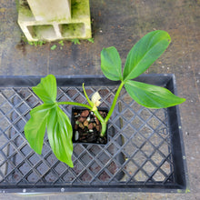 Load image into Gallery viewer, Philodendron Tripartitum, Exact Plant Ships Nationwide