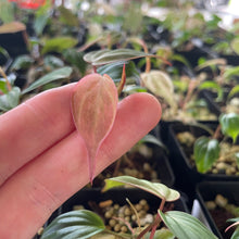 Load image into Gallery viewer, Philodendron Micans Mint Pink Variegated, 2.5” pot, Fedex 2 day*