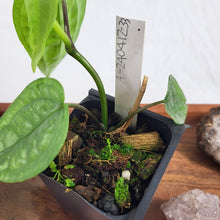 Load image into Gallery viewer, Anthurium Sp. Limon 2.5" starter pot, ships nationwide