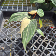Load image into Gallery viewer, Philodendron Gloriosum variegated, Exact Plant Ships Nationwide
