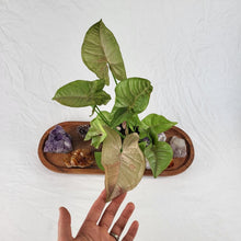 Load image into Gallery viewer, Syngonium Pink Spot, Exact Plant Variegated Ships Nationwide